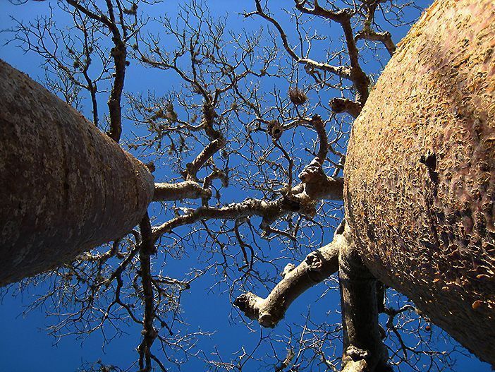 El Principito y los baobabs, y comentarios del significado