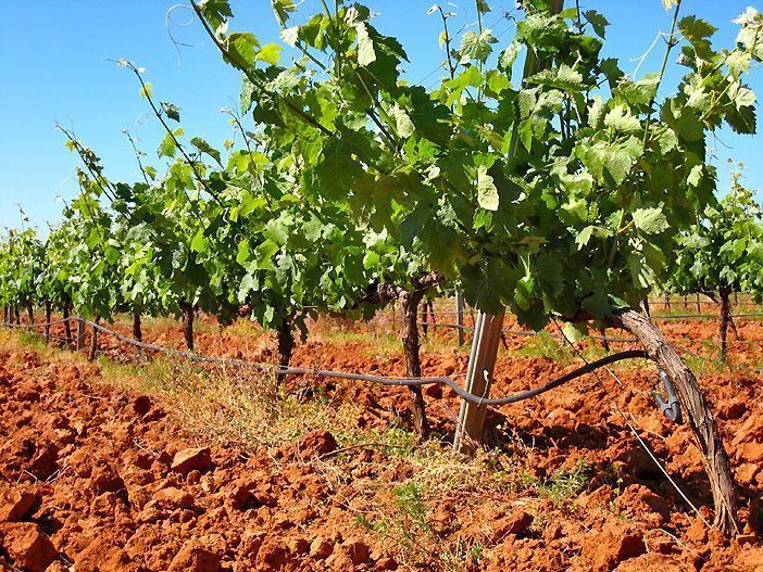 El enoturismo de Extremadura incluye visitas a bodegas, muchas de las cuales forman parte de la Ruta Ribera de Guadiana