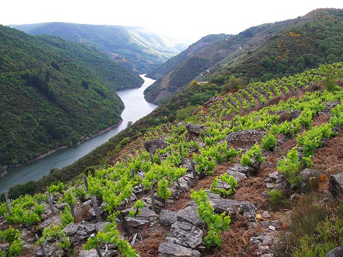 Viñedos del Sil, una de las cosas que ver en la Ribeira Sacra