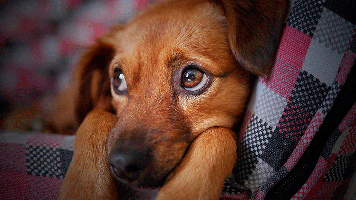 Los empapadores son muy útiles para viajar con tu mascota cuando es una cachorro