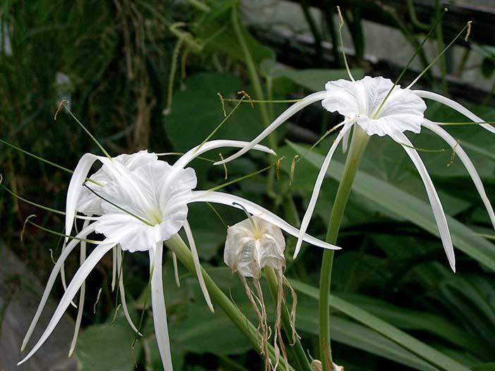 La torre Burj Khalifa está inspirada en la flor Lirio araña